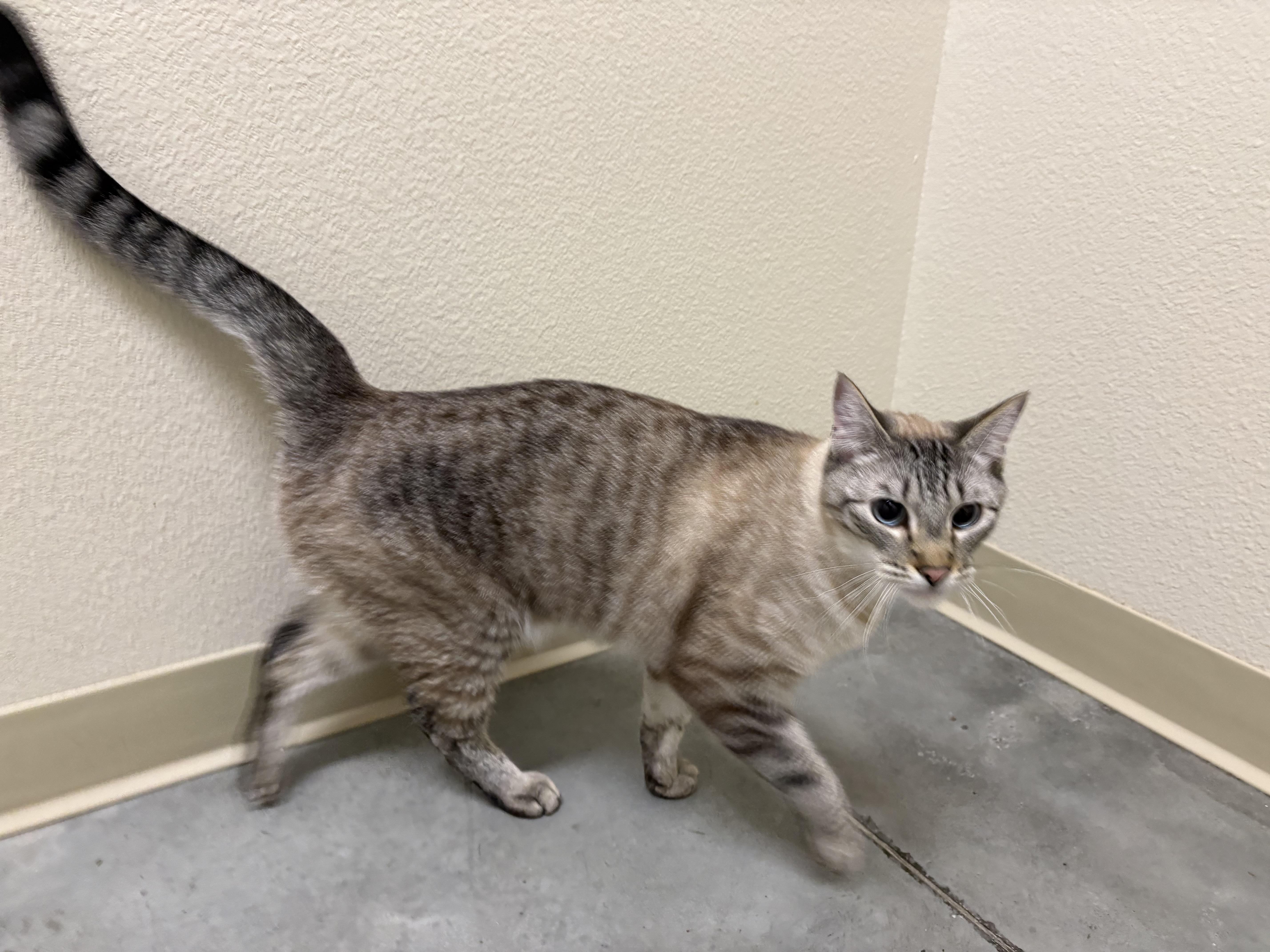 Meeko, an adopted Domestic Short Hair in Boise, ID image 2/2