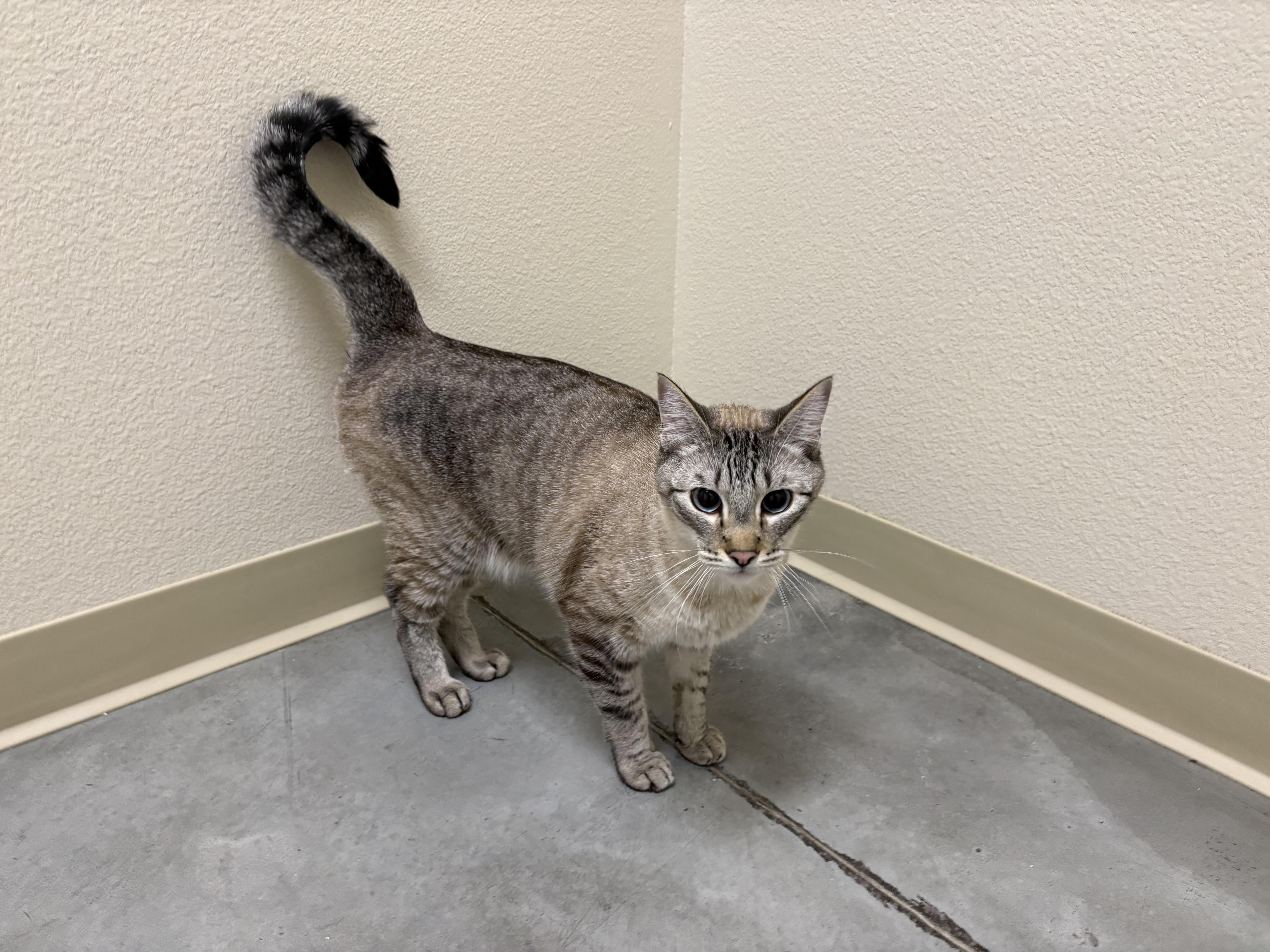 Meeko, adopted, Adult Male Domestic Short Hair.
