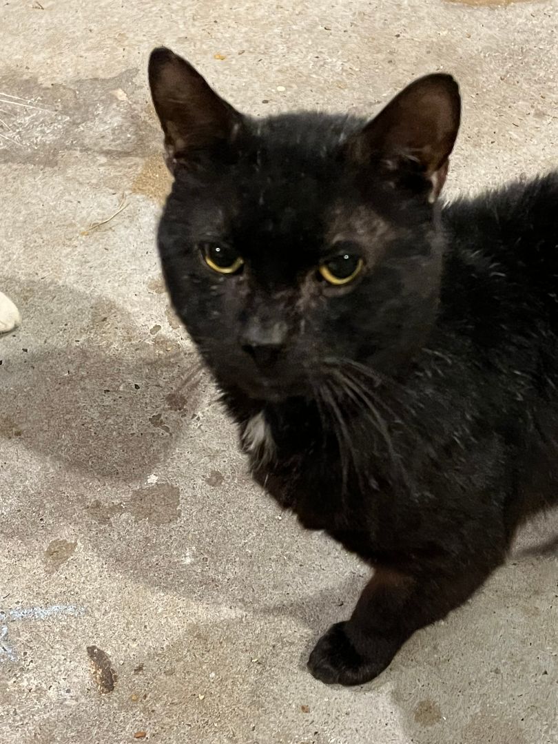 Simon, Adopted, Adult Male American Shorthair.