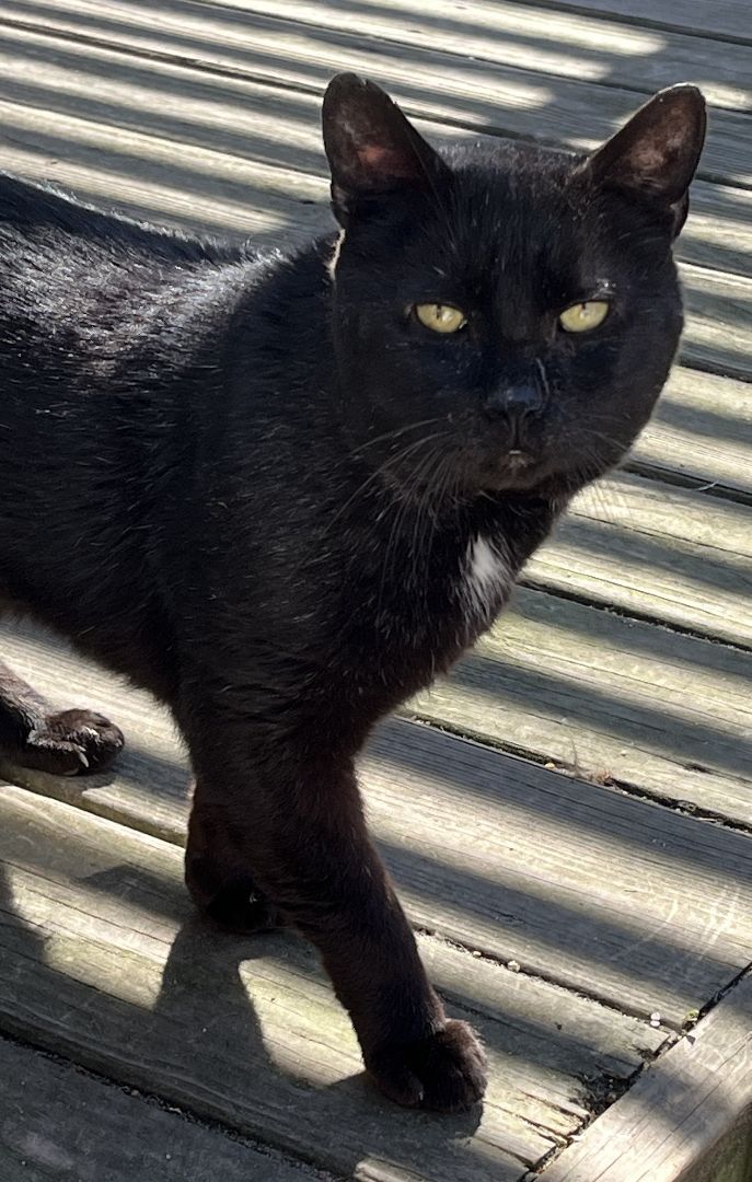 Simon, a Adopted mixed breed in Melville, NY image 2/6