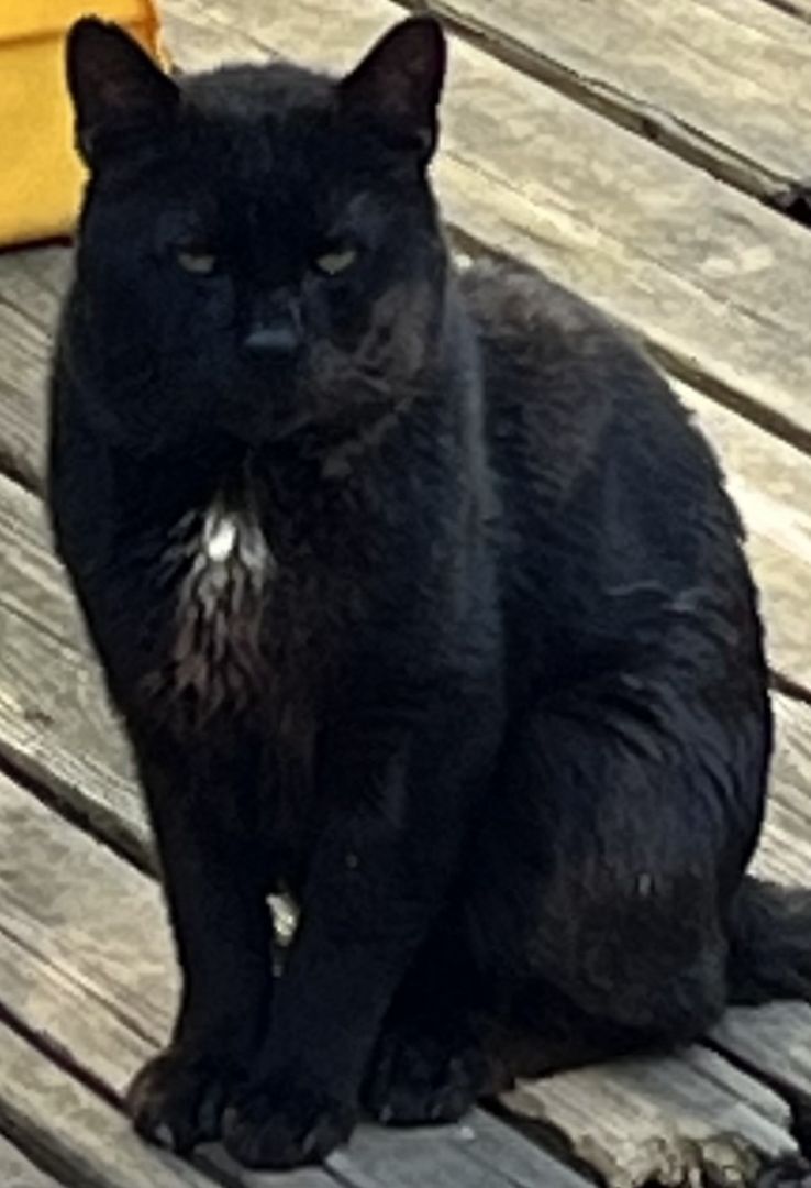 Simon, a Adopted mixed breed in Melville, NY image 3/6