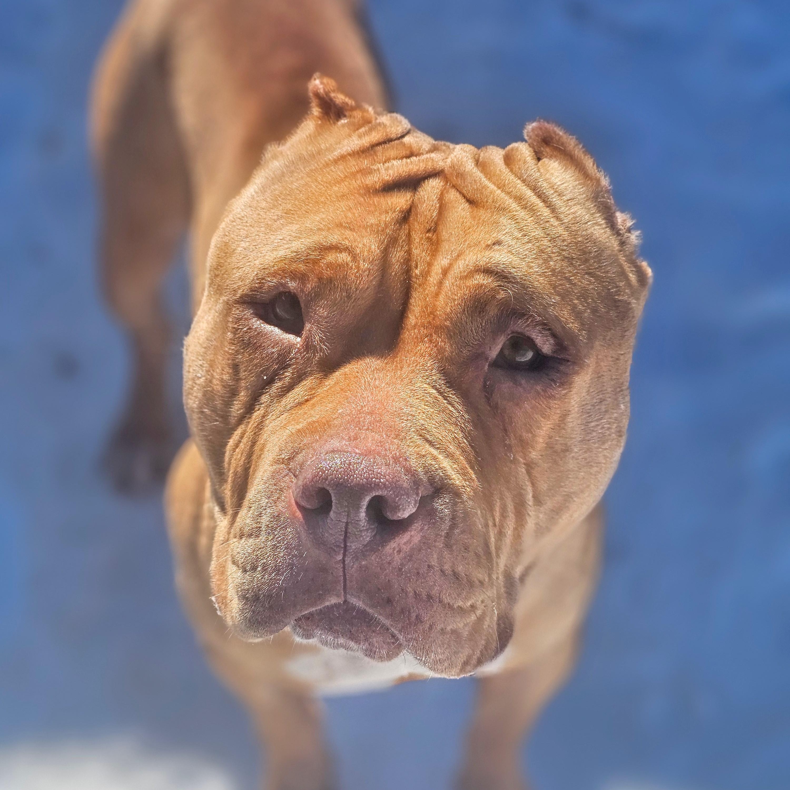Cindy, ADOPTABLE, Adult Female American Bulldog.