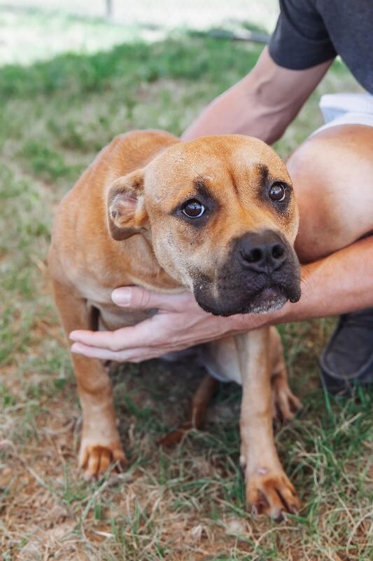 Enlarge Honey (Sponsored Adoption), a Adoptable Pit Bull Terrier in Providence Forge, VA image 1/1
