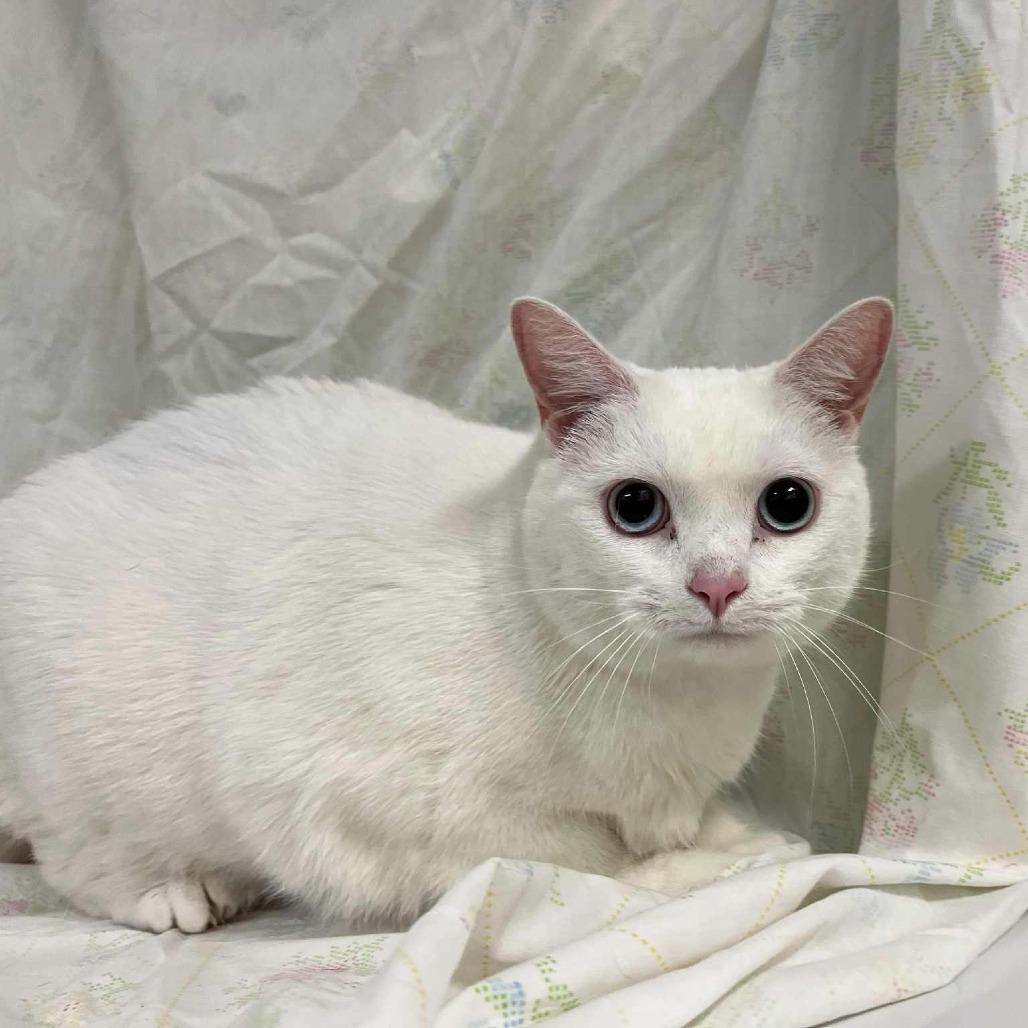 Blizzard, Adoptable, Adult Female Domestic Short Hair.