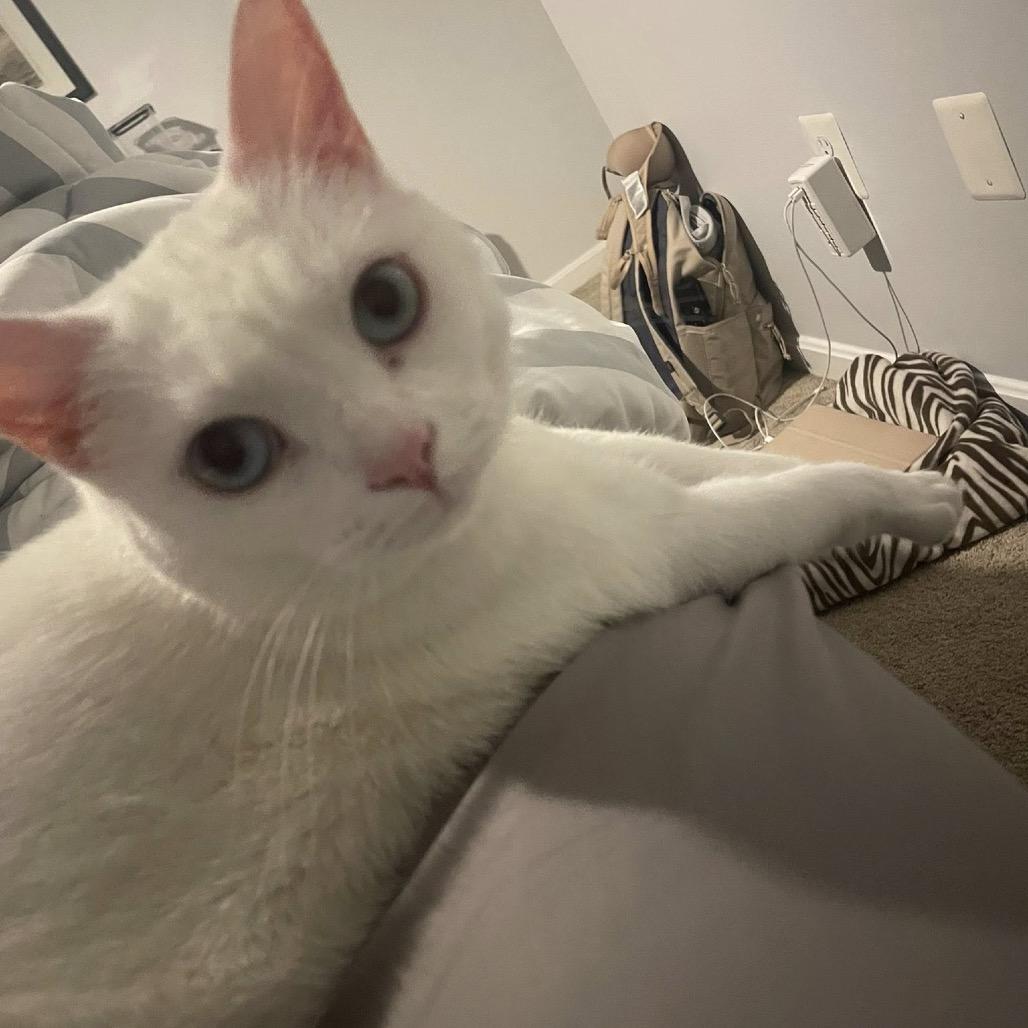 Blizzard, Adoptable, Adult Female Domestic Short Hair.