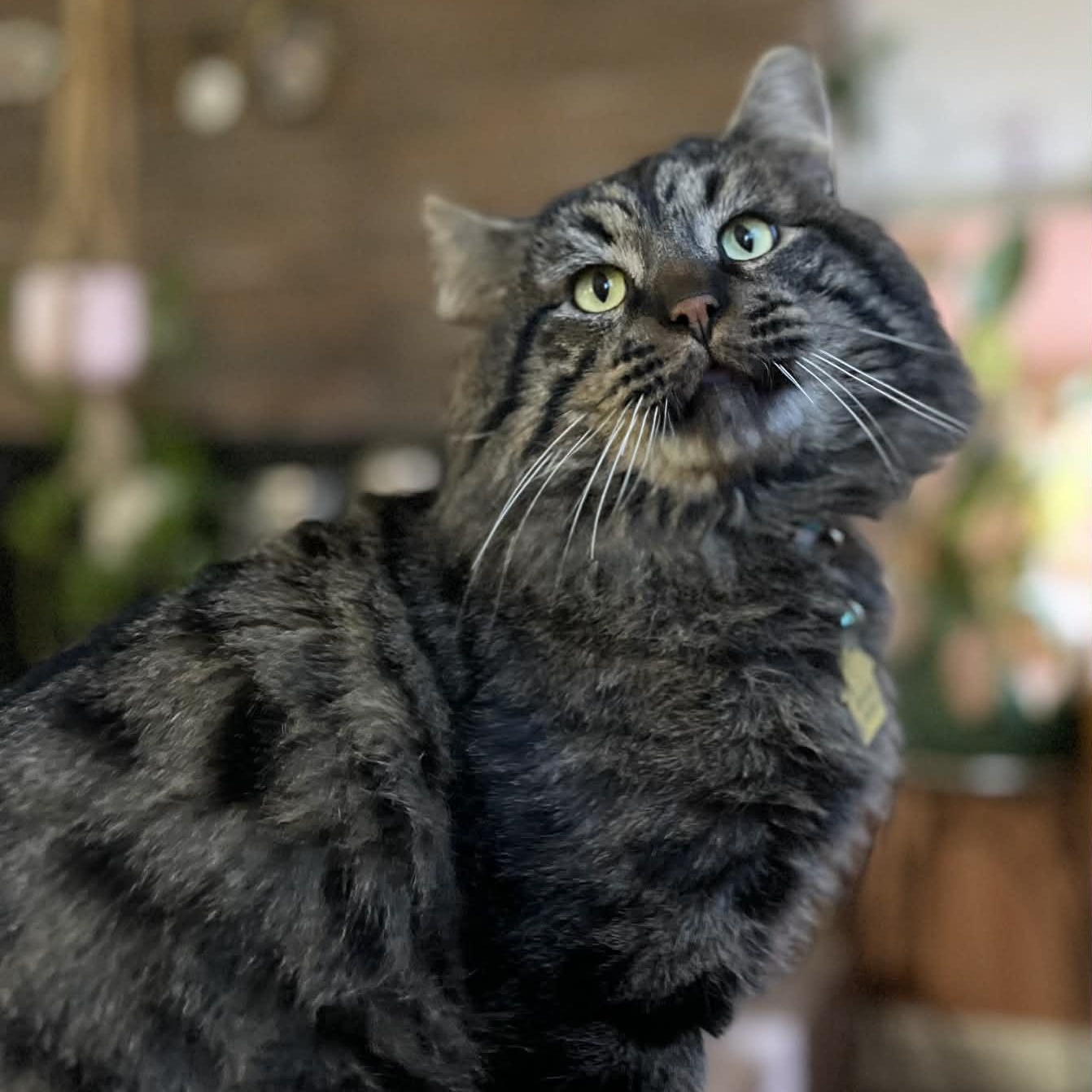 Scarface, a Adoptable Domestic Long Hair in Portland, OR image 6/6