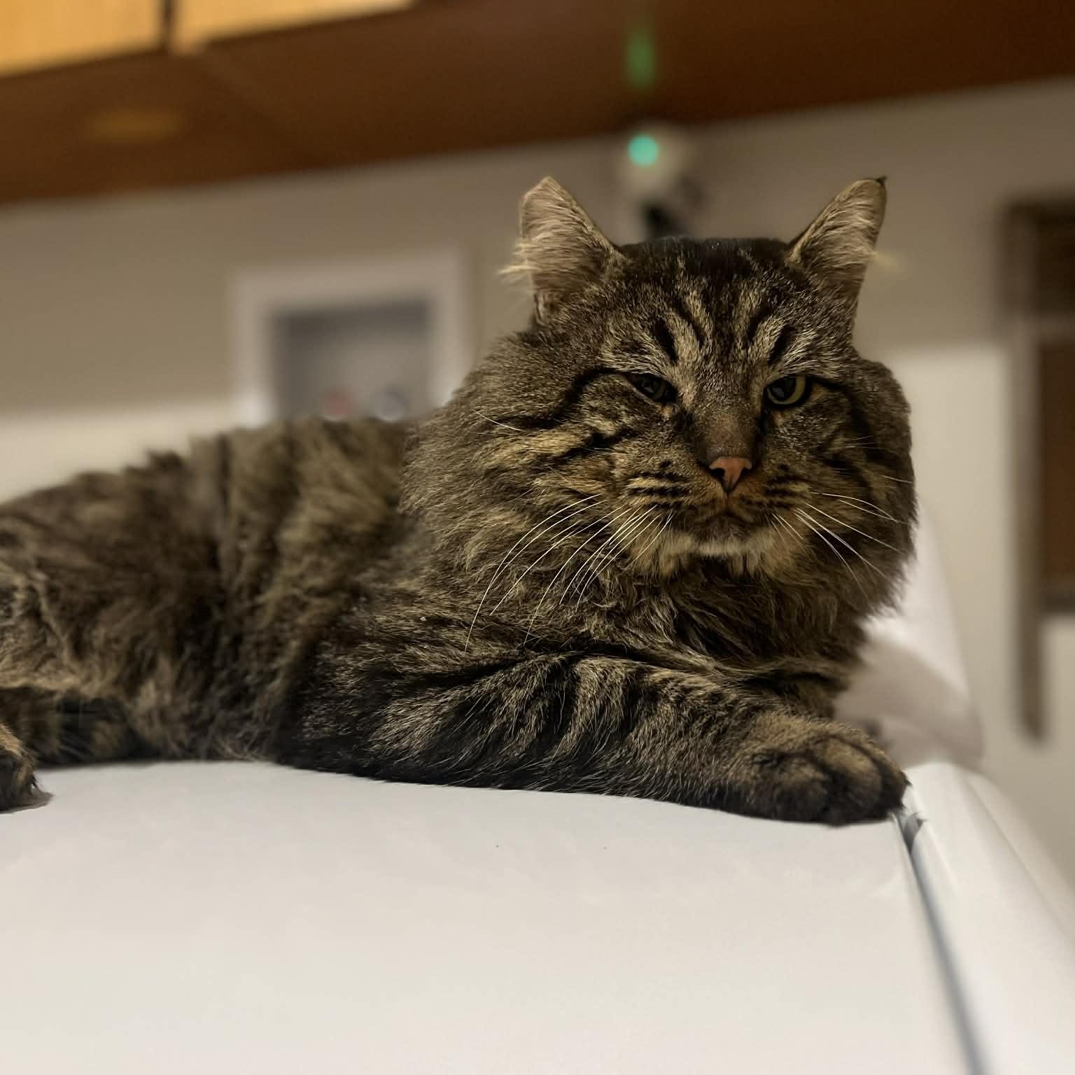 Scarface, a Adoptable Domestic Long Hair in Portland, OR image 3/6