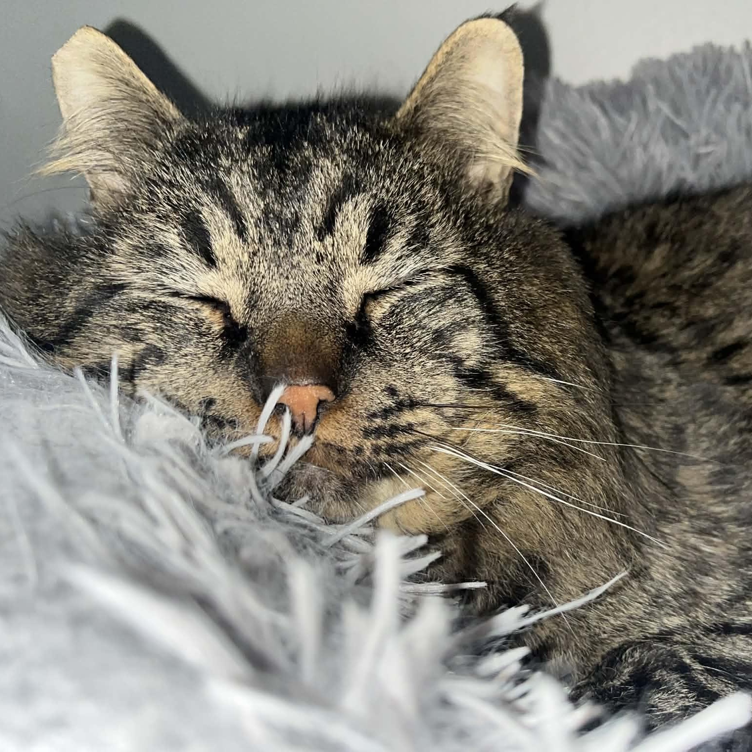 Scarface, a Adoptable Domestic Long Hair in Portland, OR image 5/6