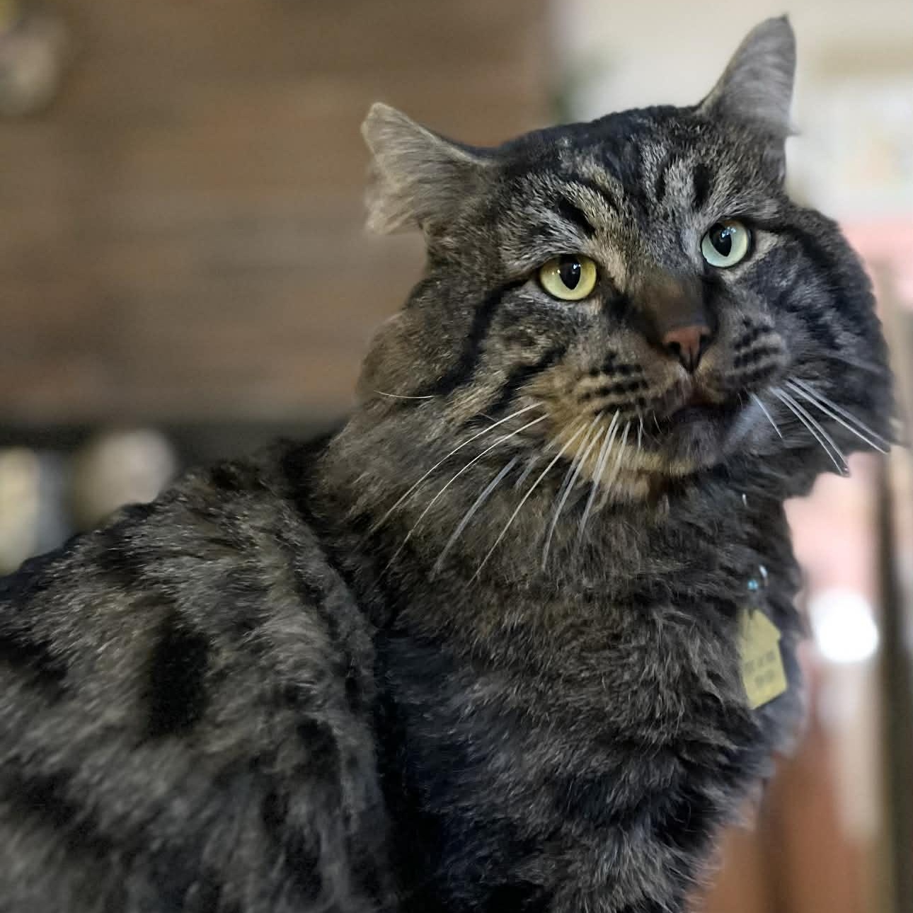 Scarface, a Adoptable Domestic Long Hair in Portland, OR image 1/6