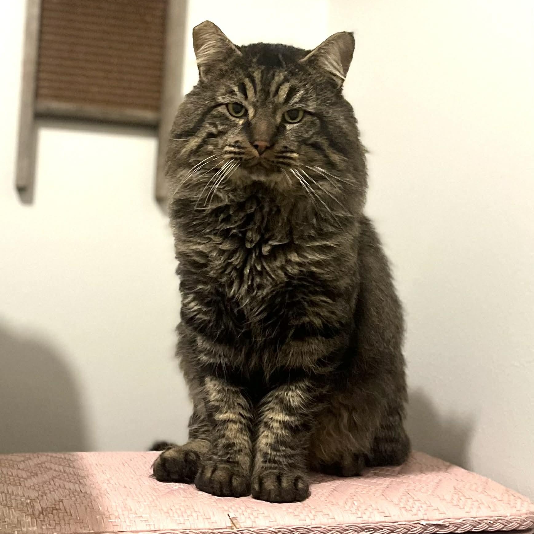 Scarface, a Adoptable Domestic Long Hair in Portland, OR image 2/6