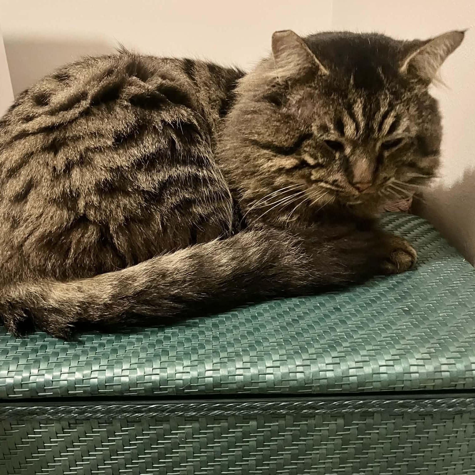 Scarface, a Adoptable Domestic Long Hair in Portland, OR image 4/6