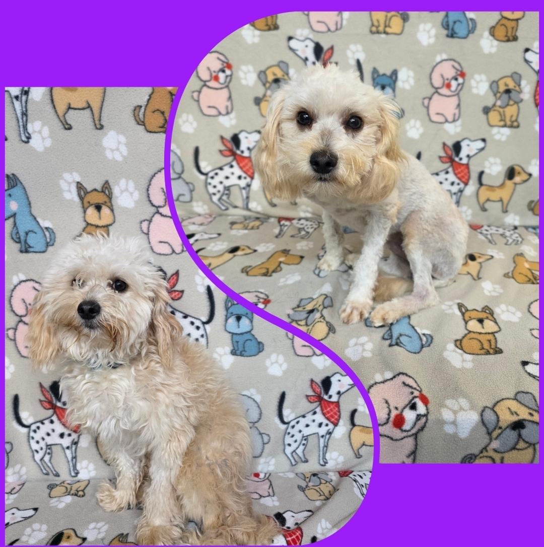Enlarge Rosco - PENDING, an adopted Maltipoo in Dallas, GA image 1/1
