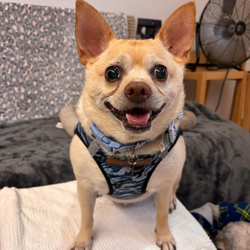 Enlarge Skechers 11048, a Adoptable mixed breed in San Francisco, CA image 3/6