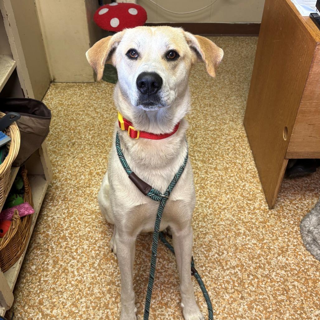 Max, Adoptable, Adult Male Anatolian Shepherd.