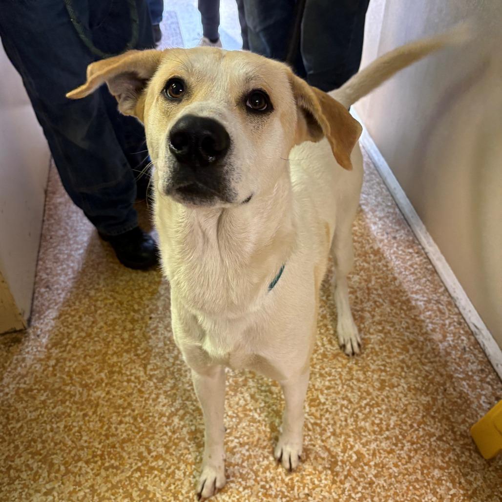 Enlarge Max, a Adoptable Anatolian Shepherd in Chehalis, WA image 2/2