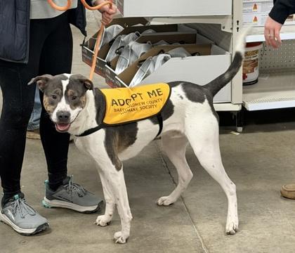 Mr. Wiggles, Adoptable, Young Male Mixed Breed & Mixed Breed.