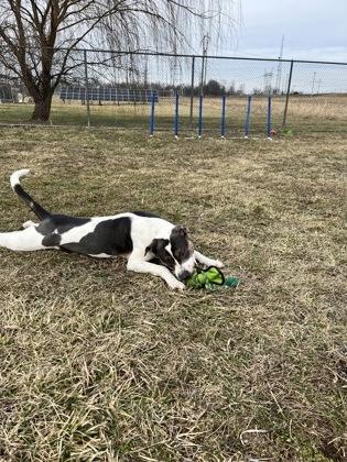 Enlarge Mr. Wiggles, a Adoptable mixed breed in Columbus, IN image 2/3