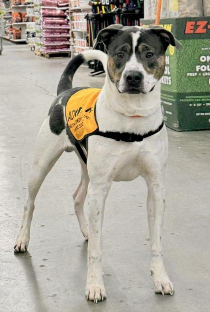 Enlarge Mr. Wiggles, a Adoptable mixed breed in Columbus, IN image 3/3