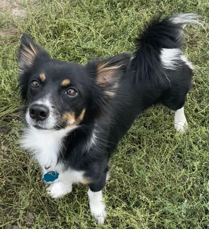 Enlarge Oscar, a Adopted mixed breed in Polson, MT image 3/3