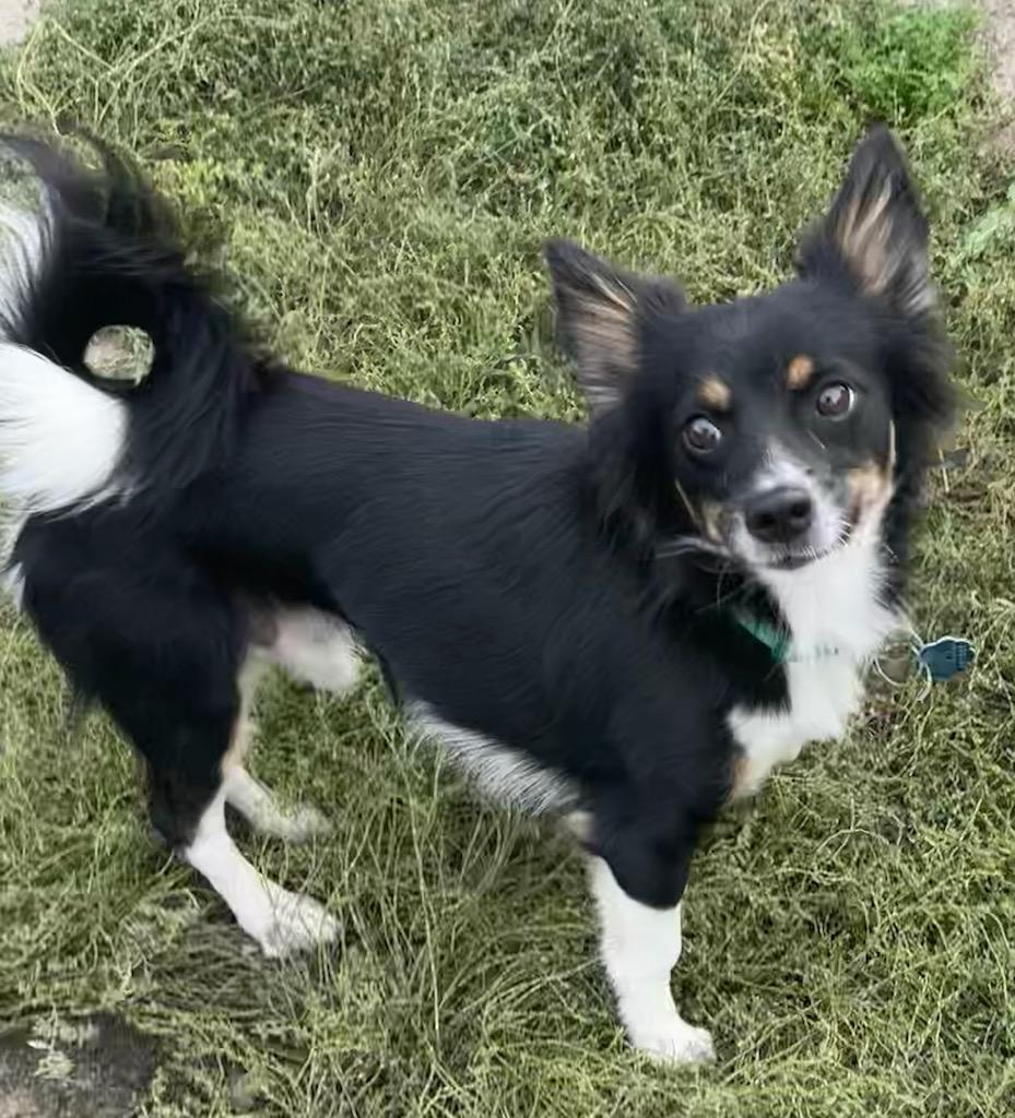 Enlarge Oscar, a Adopted mixed breed in Polson, MT image 1/3