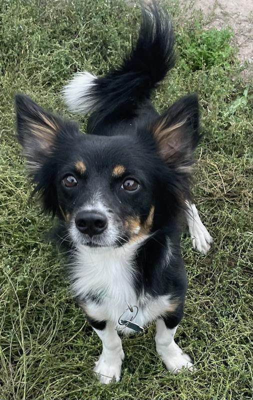 Enlarge Oscar, a Adopted mixed breed in Polson, MT image 2/3