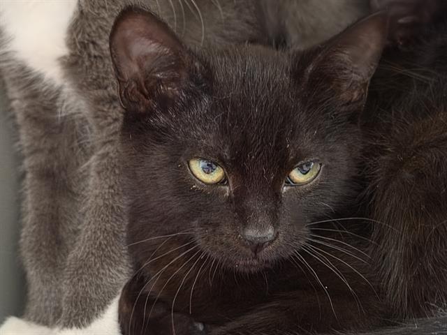 Enlarge BAZ, a Adoptable Domestic Short Hair in Kent, WA image 1/1