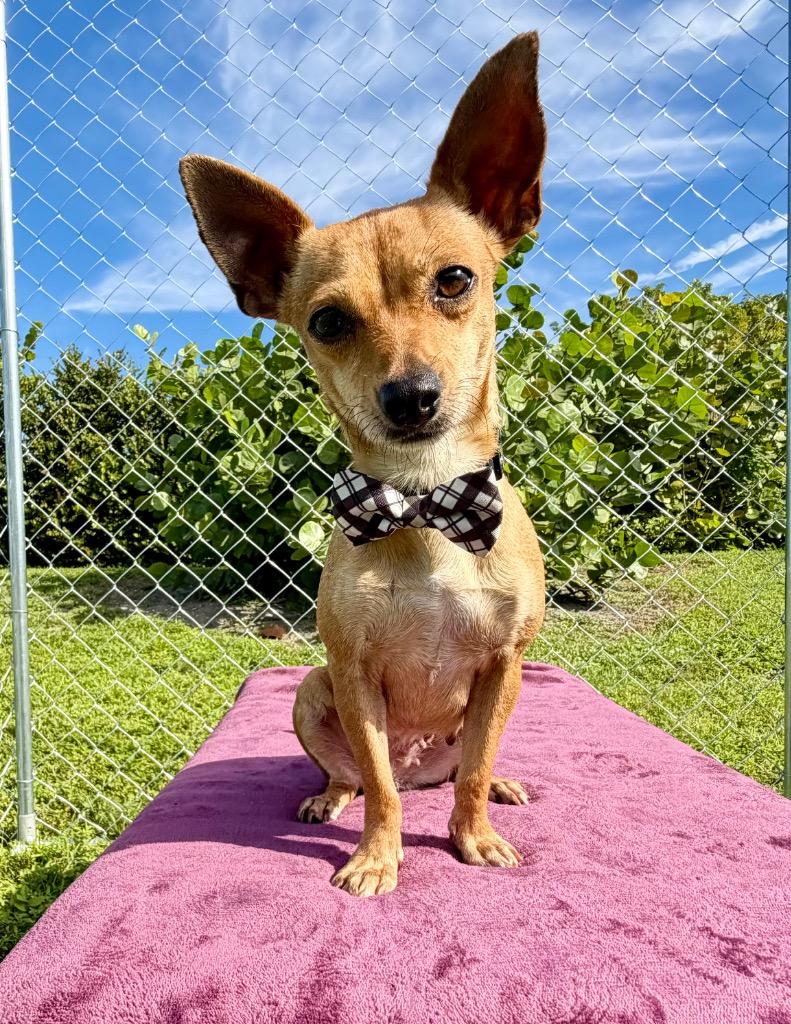 Guacamole, Adoptable, Adult Female Chihuahua.