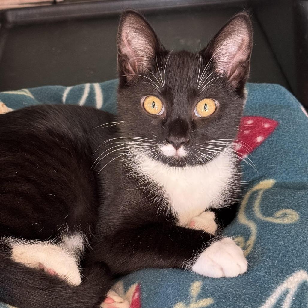 Enlarge Souffle, a Adoptable Domestic Short Hair in Chapel Hill, NC image 1/5