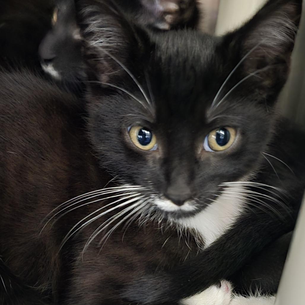 Enlarge Souffle, a Adoptable Domestic Short Hair in Chapel Hill, NC image 2/5