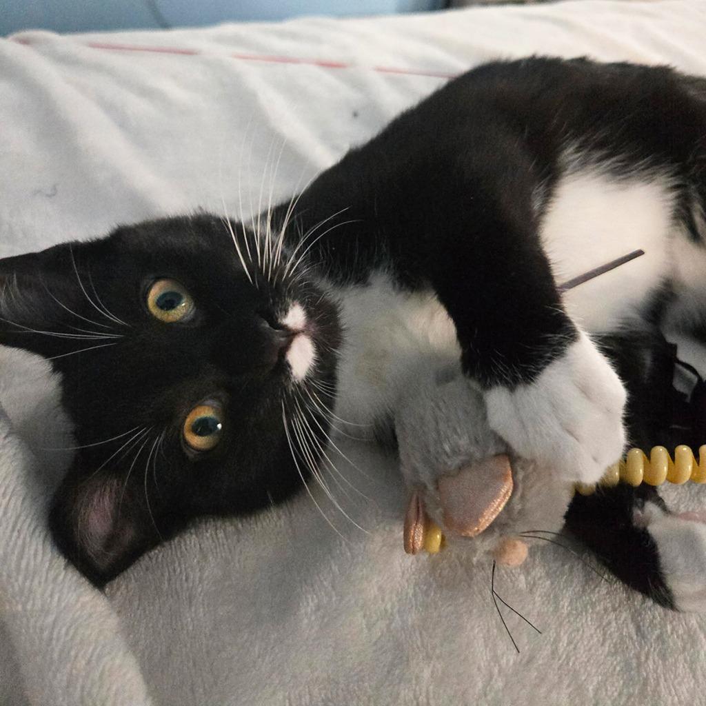 Enlarge Souffle, a Adoptable Domestic Short Hair in Chapel Hill, NC image 3/5