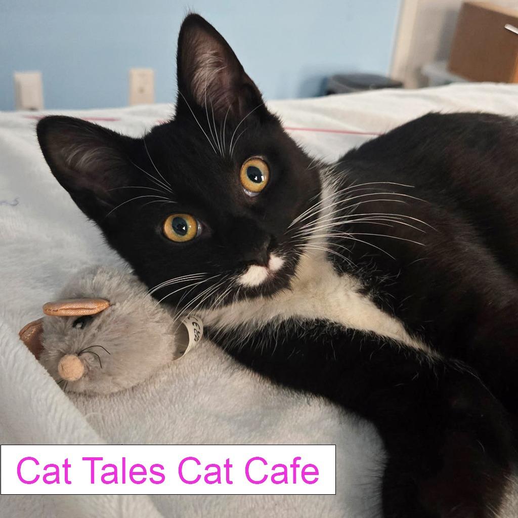 Enlarge Souffle, a Adoptable Domestic Short Hair in Chapel Hill, NC image 4/5