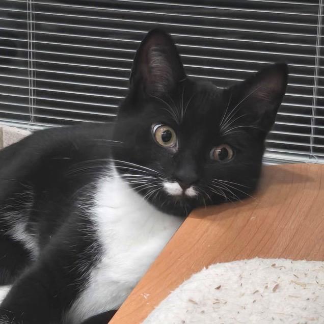 Enlarge Souffle, a Adoptable Domestic Short Hair in Chapel Hill, NC image 5/5