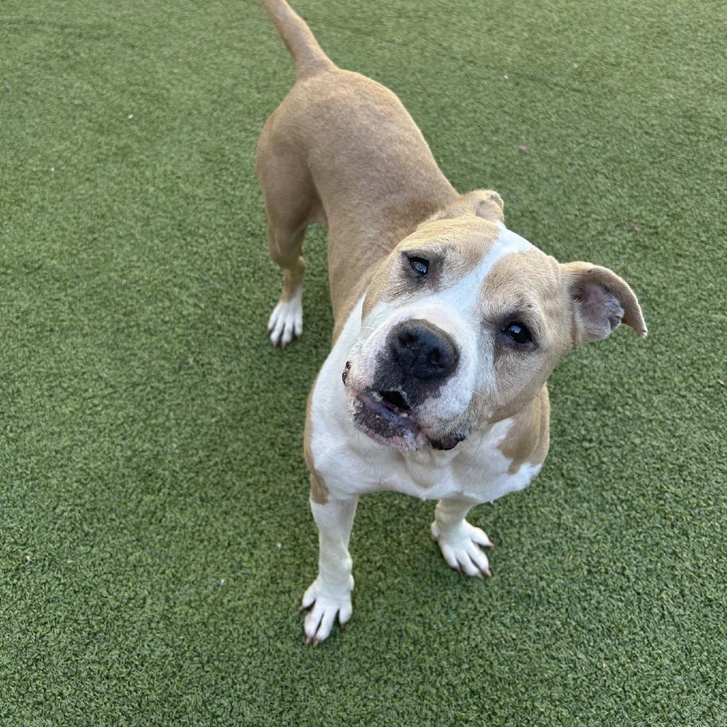Mildred, a Adoptable American Staffordshire Terrier in Greensboro, NC image 1/6