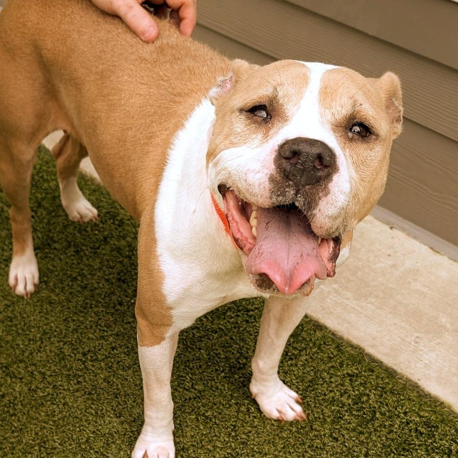 Mildred, a Adoptable American Staffordshire Terrier in Greensboro, NC image 2/6