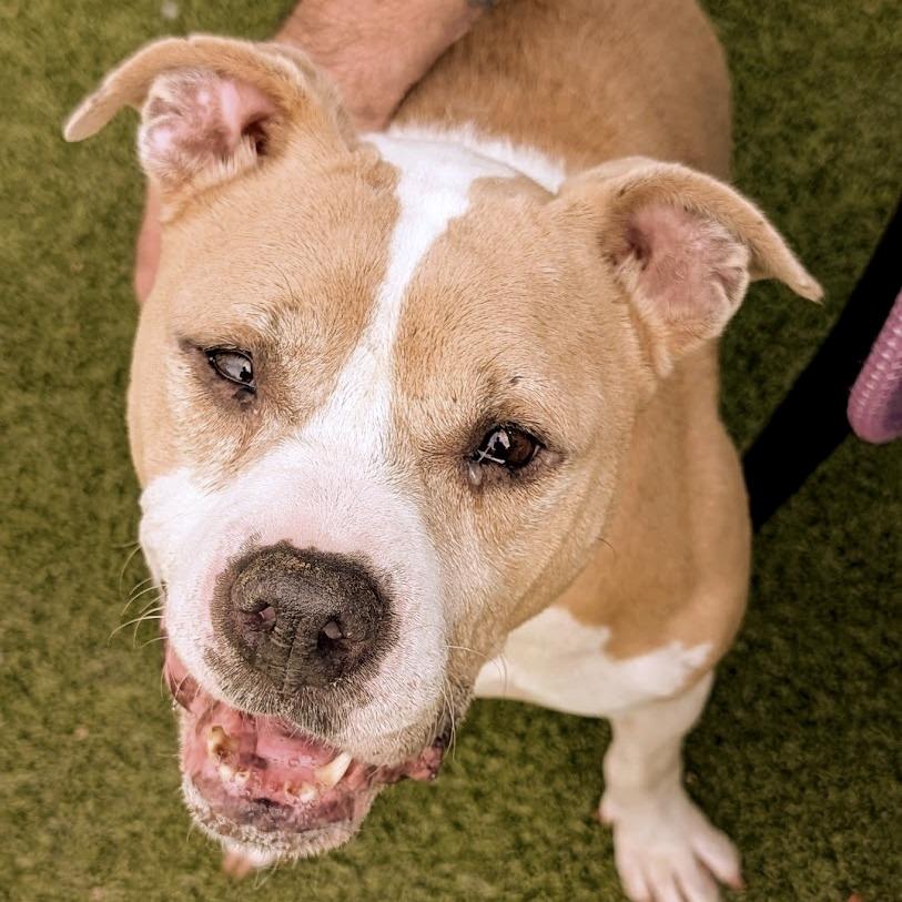 Mildred, a Adoptable American Staffordshire Terrier in Greensboro, NC image 3/6
