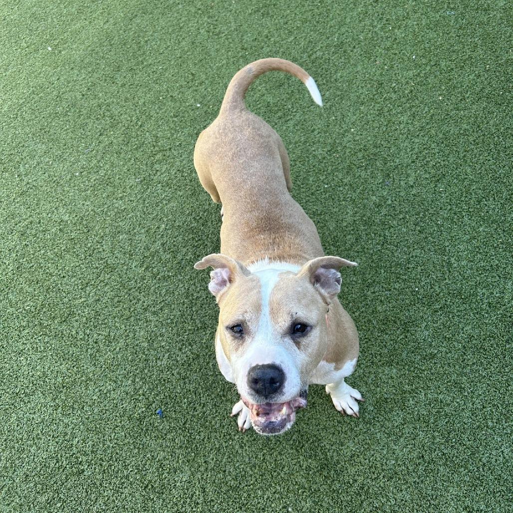 Mildred, a Adoptable American Staffordshire Terrier in Greensboro, NC image 4/6