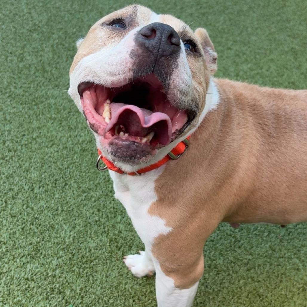 Mildred, a Adoptable American Staffordshire Terrier in Greensboro, NC image 5/6