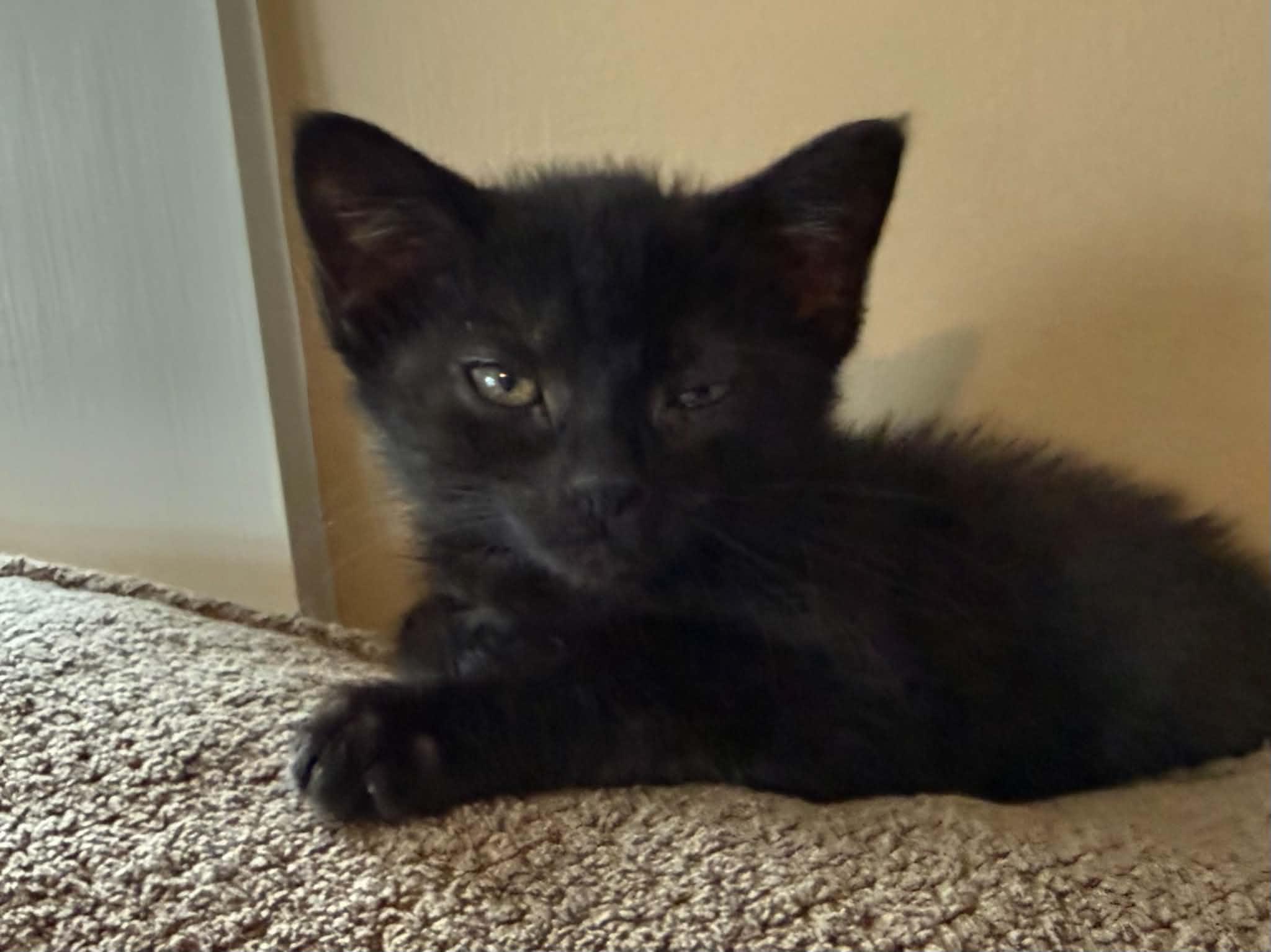 Loretta, a Adoptable Domestic Short Hair in Hull, MA image 5/6