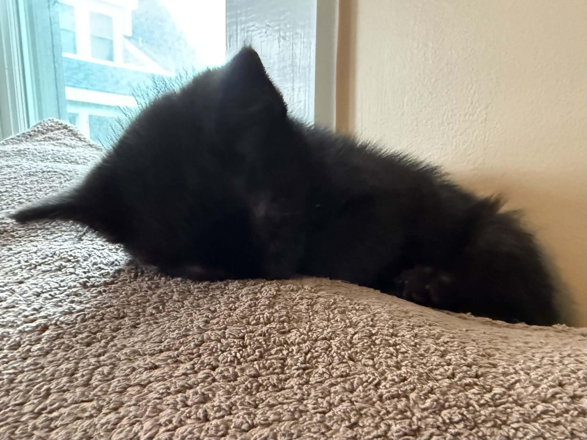 Loretta, a Adoptable Domestic Short Hair in Hull, MA image 6/6