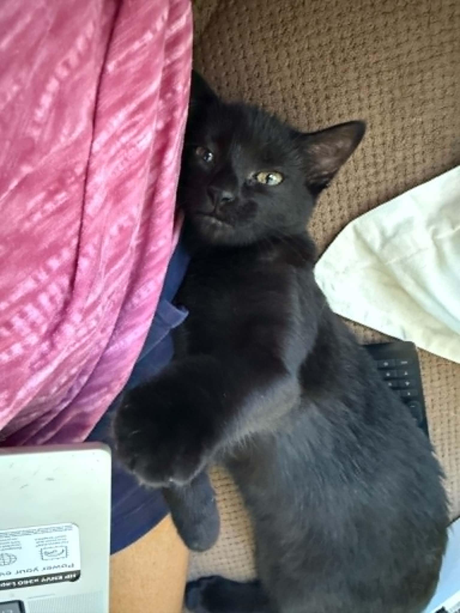 Loretta, Adoptable, Kitten Female Domestic Short Hair.