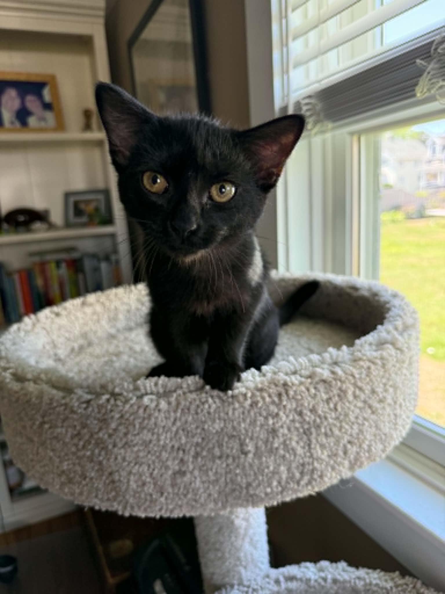 Loretta, a Adoptable Domestic Short Hair in Hull, MA image 2/6