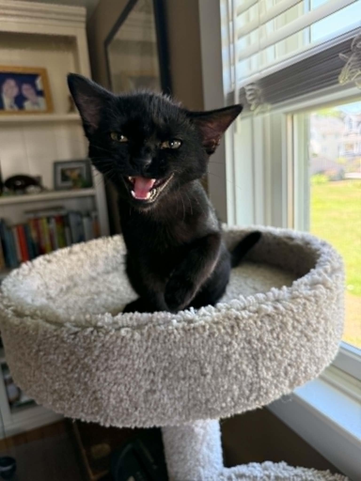 Loretta, a Adoptable Domestic Short Hair in Hull, MA image 4/6