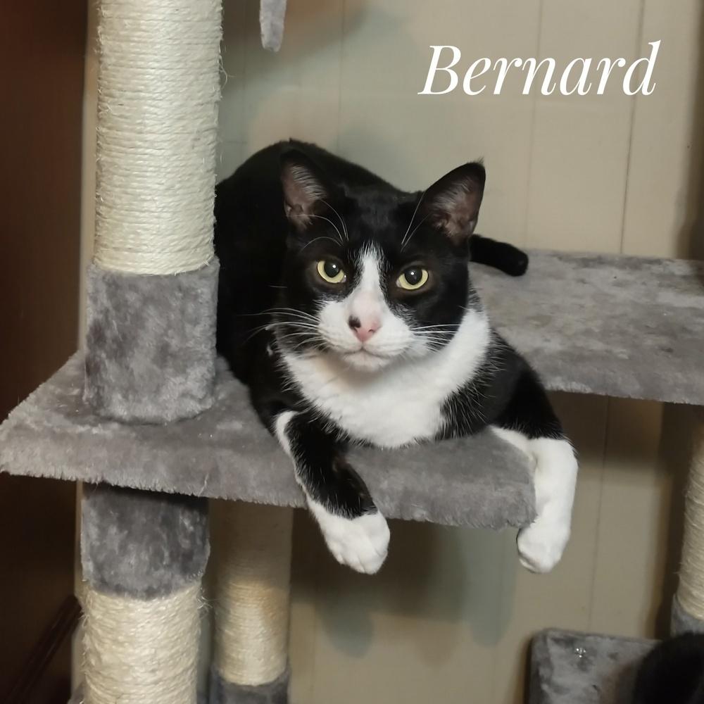 Enlarge Bernard Burgard, a Adoptable Domestic Short Hair in Dallas, TX image 1/2