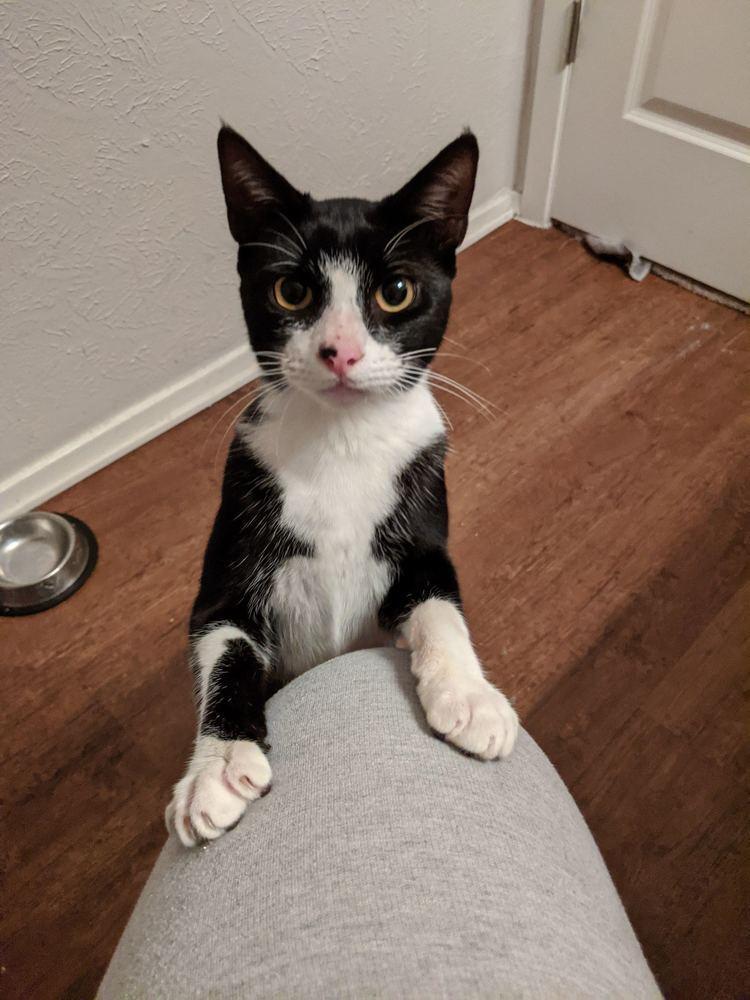 Enlarge Bernard Burgard, a Adoptable Domestic Short Hair in Dallas, TX image 2/2