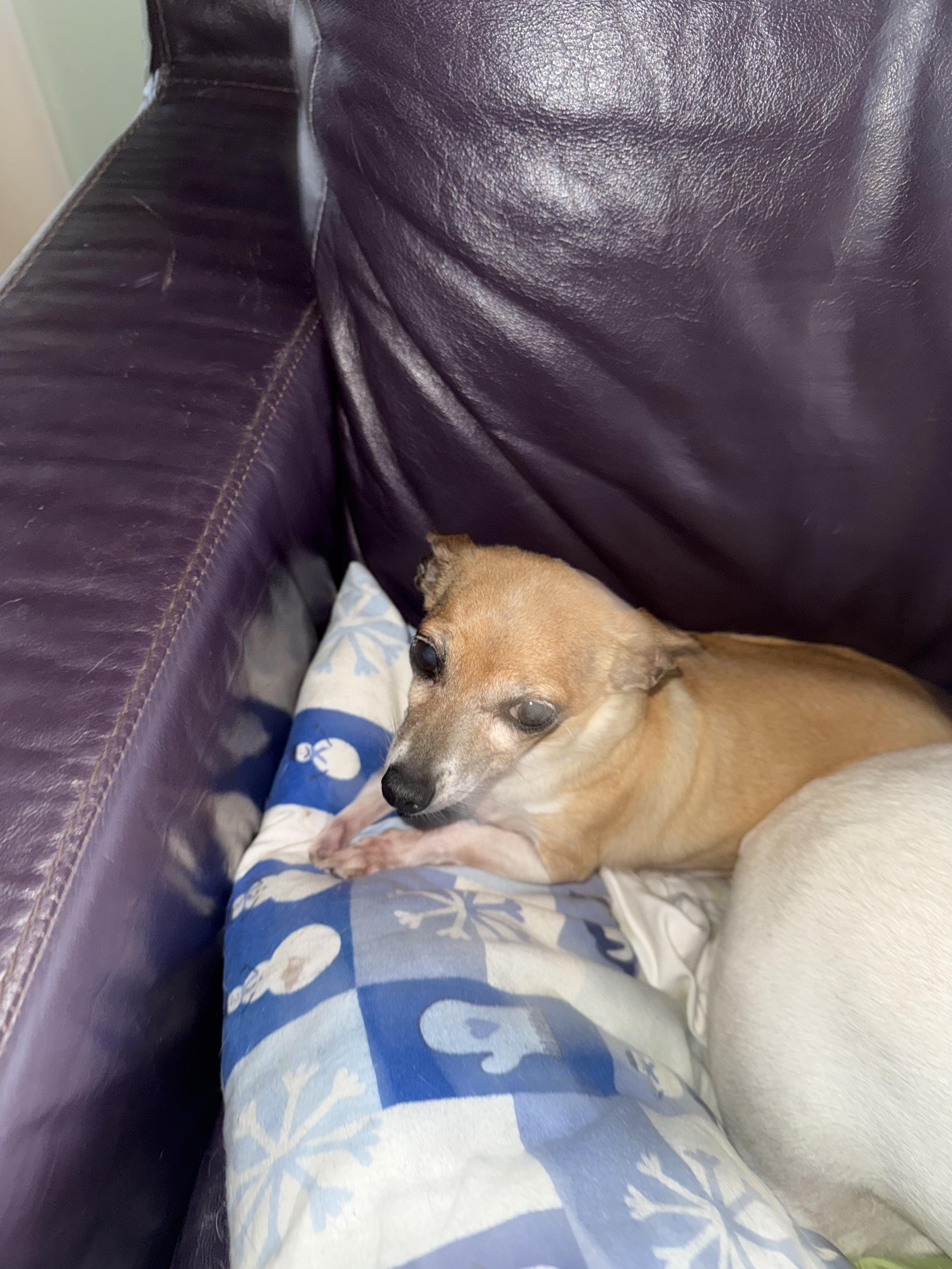 Enlarge Franny, a Adoptable Chihuahua in Wingdale, NY image 1/1