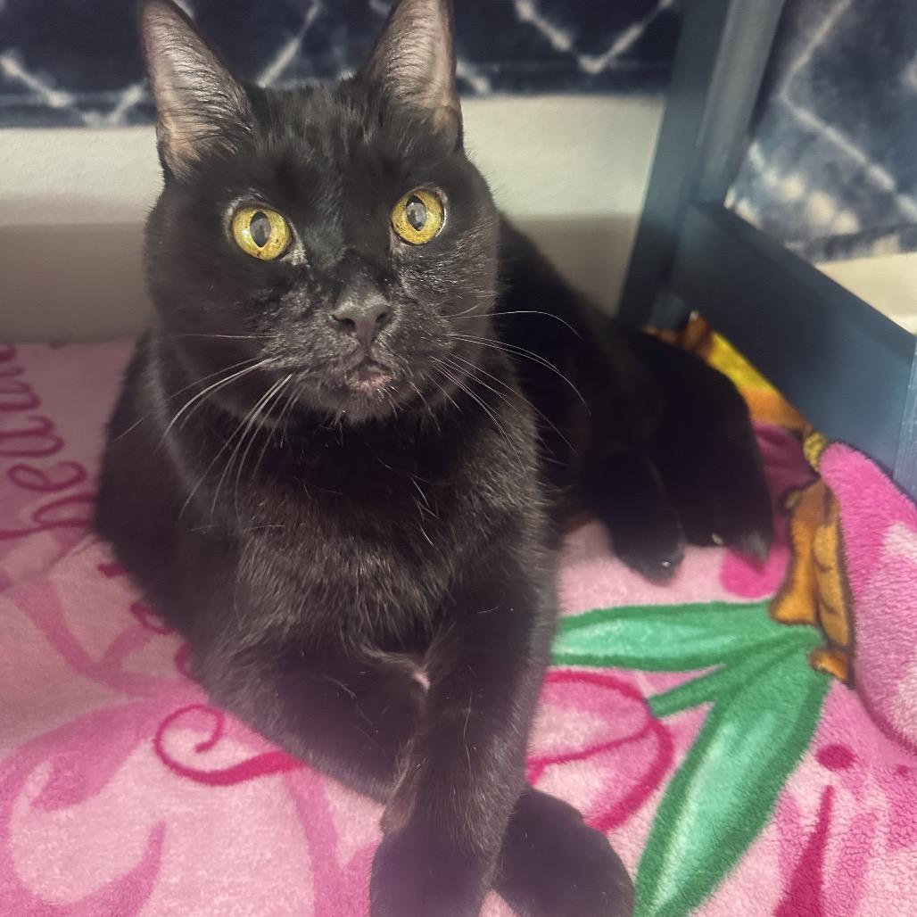 Enlarge Thor, a Adoptable Domestic Short Hair in Clearwater, FL image 1/4