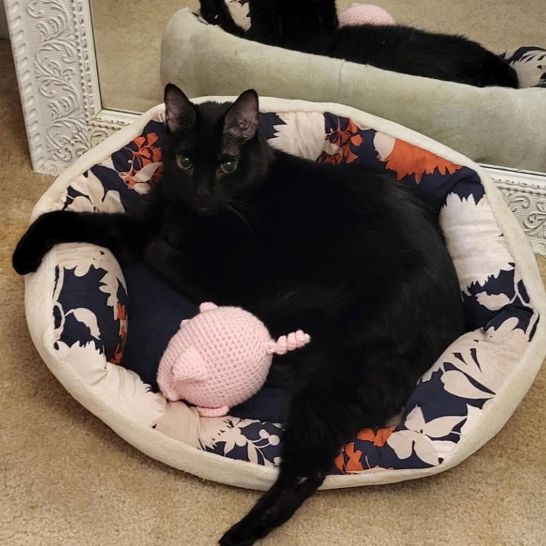 Enlarge Thor, a Adoptable Domestic Short Hair in Clearwater, FL image 2/4