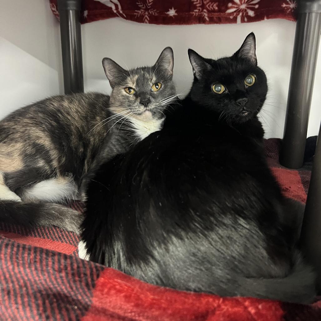 Thor, a Adoptable Domestic Short Hair in Clearwater, FL image 3/5