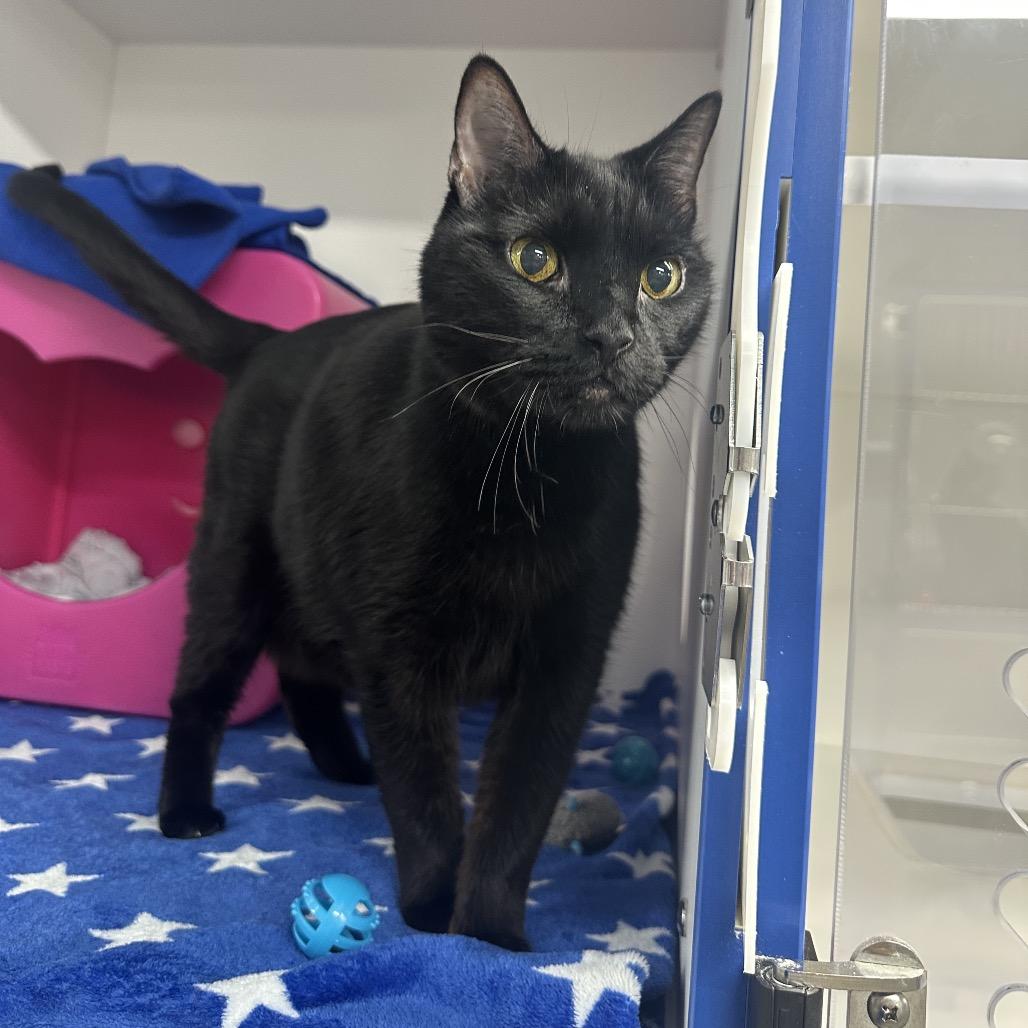 Enlarge Thor, a Adoptable Domestic Short Hair in Clearwater, FL image 3/4