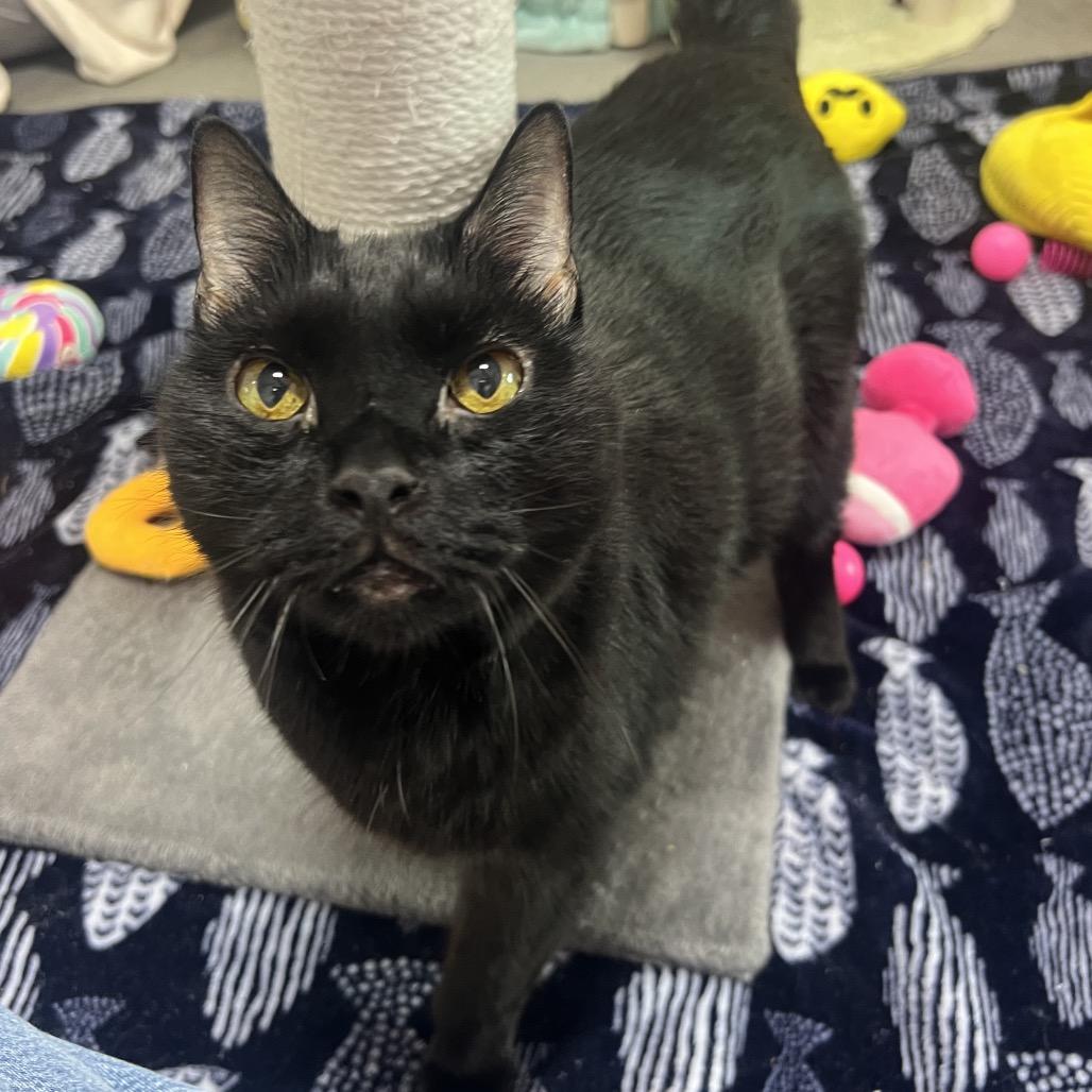 Enlarge Thor, a Adoptable Domestic Short Hair in Clearwater, FL image 4/4